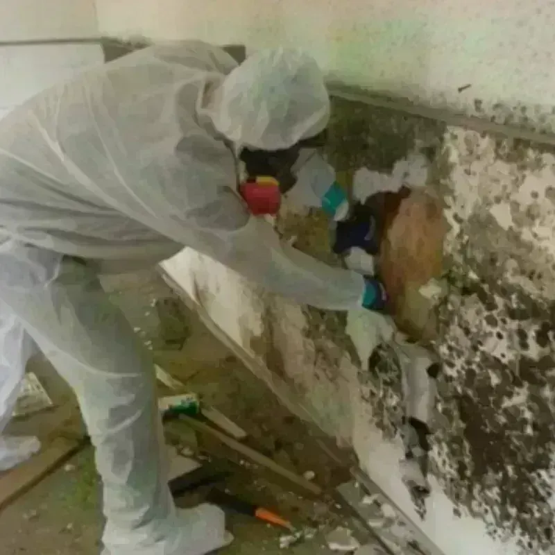 Mold Remediation and Removal in Huron, CA